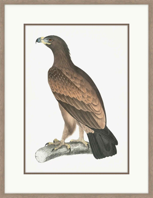 White Banded Eagle