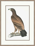 White Banded Eagle