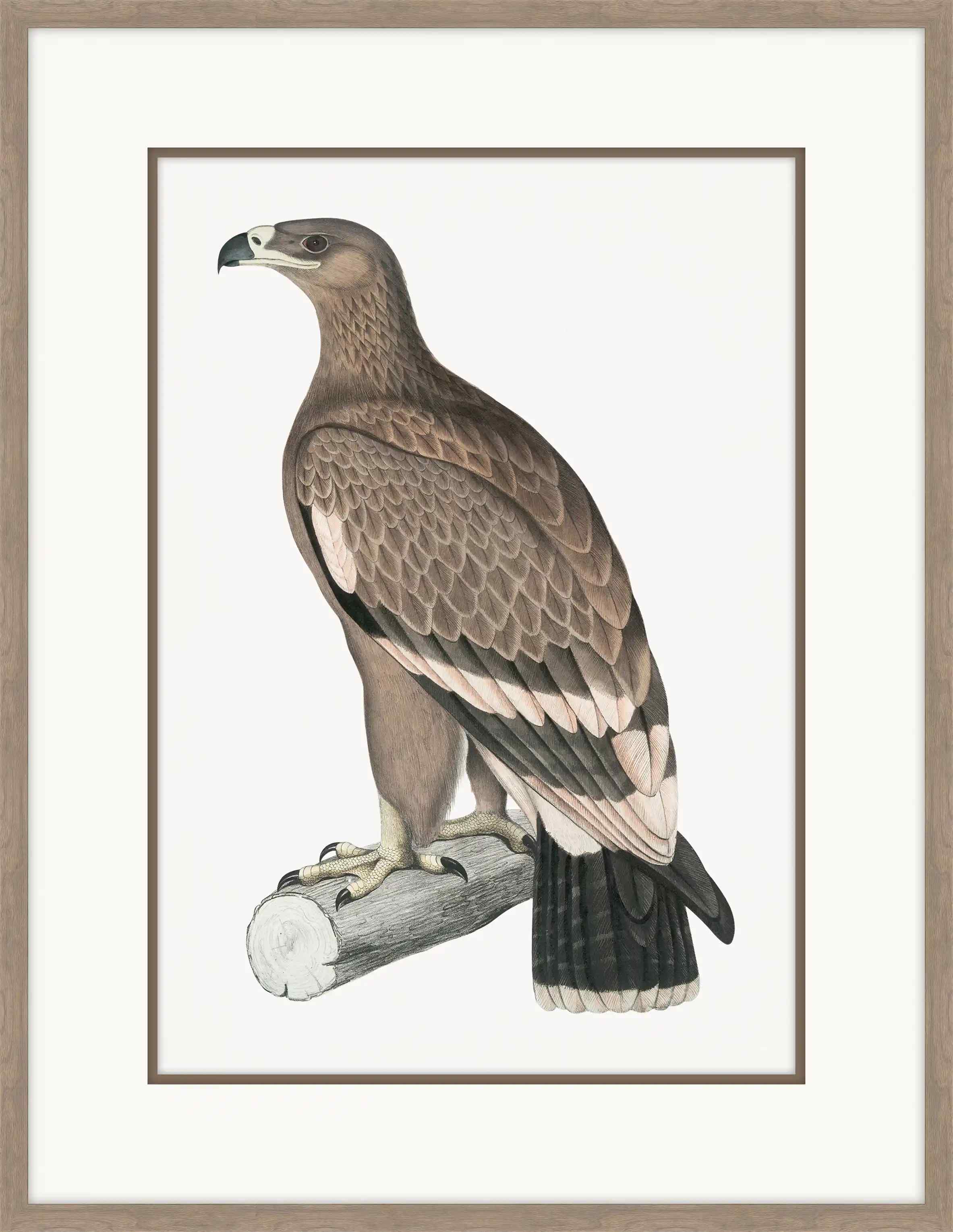 Brown Eagle