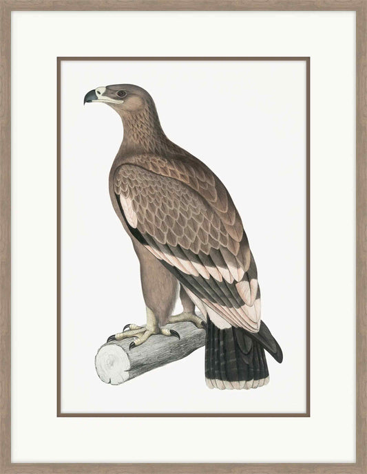 Brown Eagle