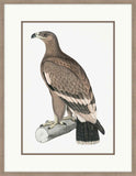 Brown Eagle