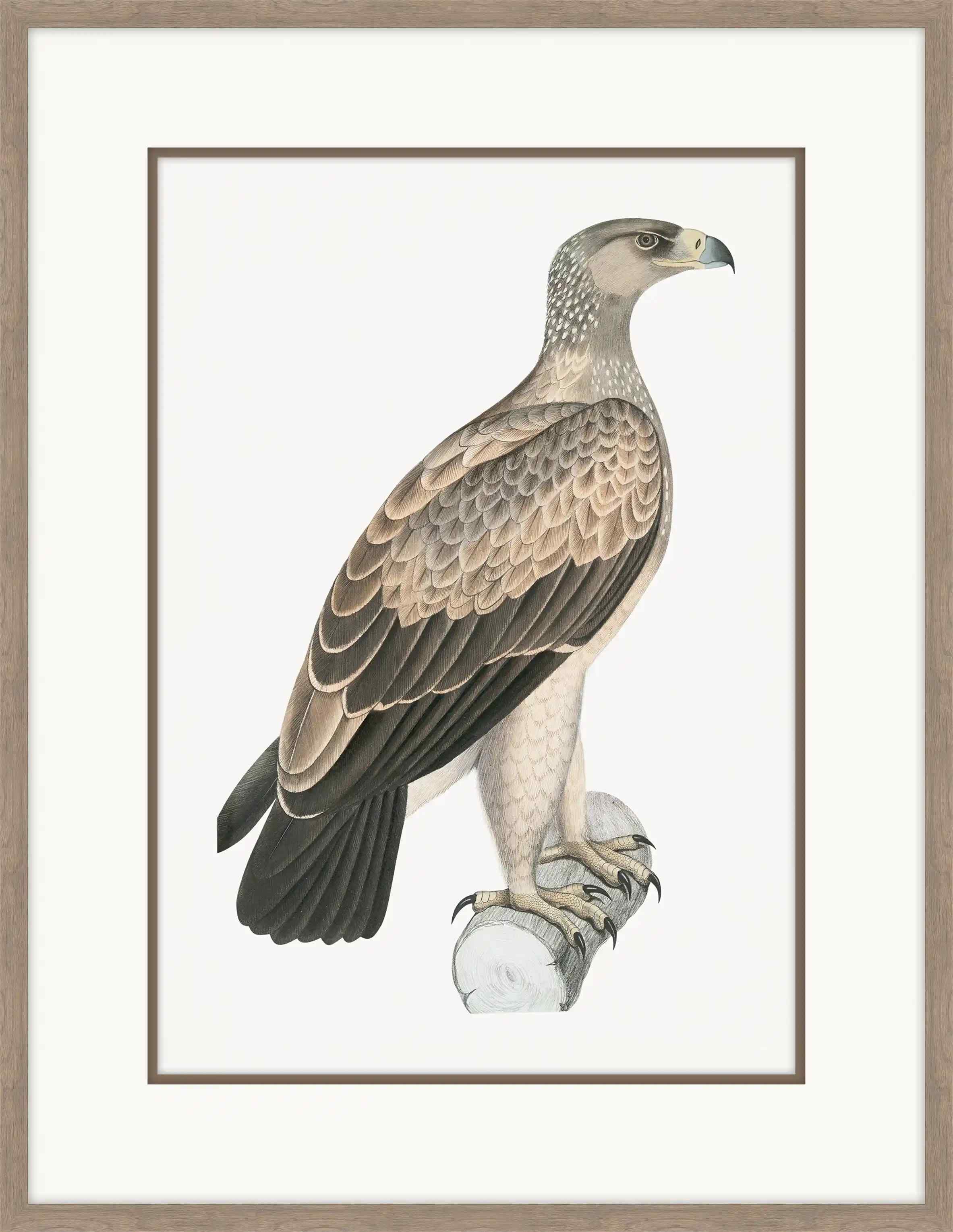 White Dotted Eagle