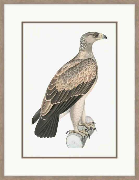 White Dotted Eagle
