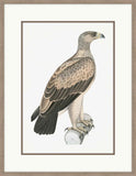 White Dotted Eagle