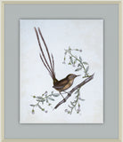 Delicate Birds I