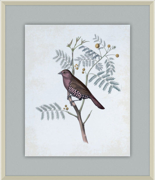 Delicate Birds II