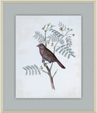 Delicate Birds II