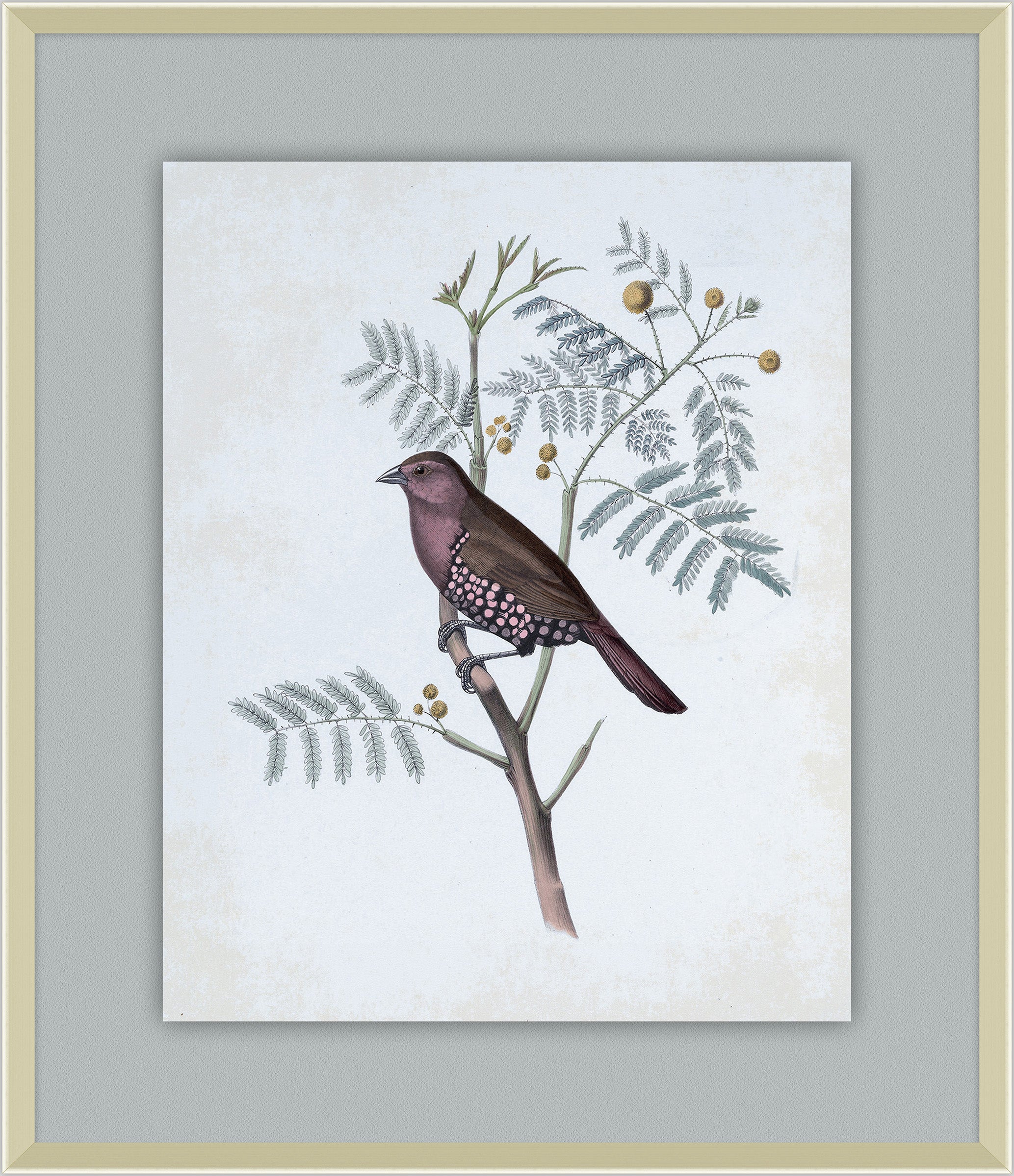Delicate Birds II
