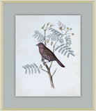 Delicate Birds II