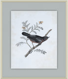 Delicate Birds III