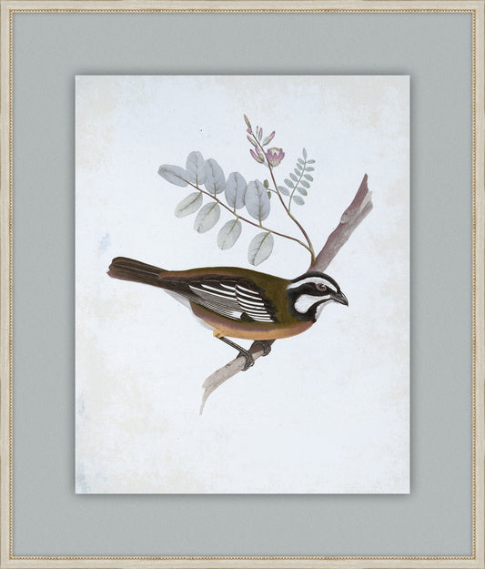 Delicate Birds V