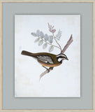 Delicate Birds V