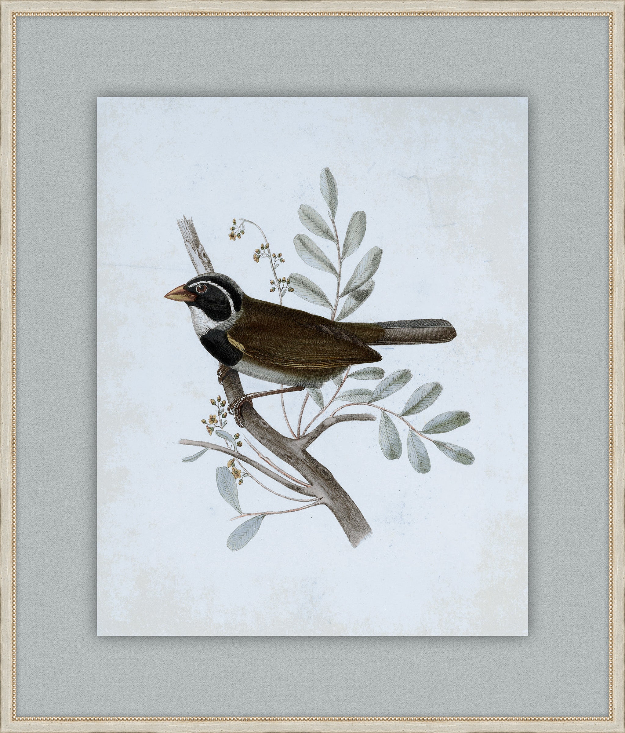 Delicate Birds VI
