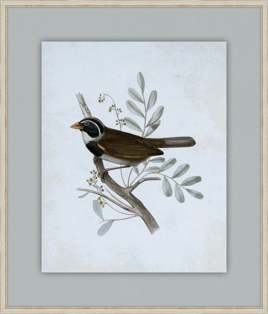 Delicate Birds VI