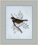 Delicate Birds VI