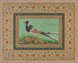 Spotted Forktail I