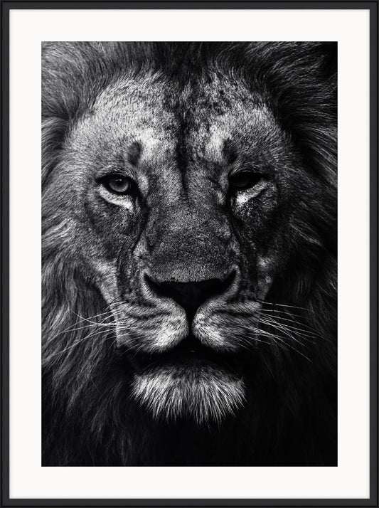 Lion Close Up