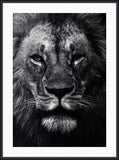 Lion Close Up