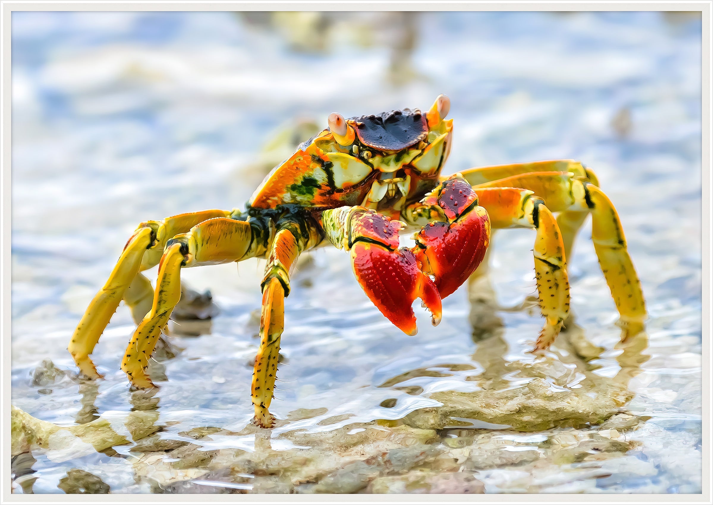 Colorful Big Crab