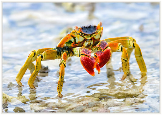 Colorful Big Crab