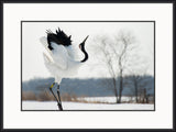 Red Crown Crane