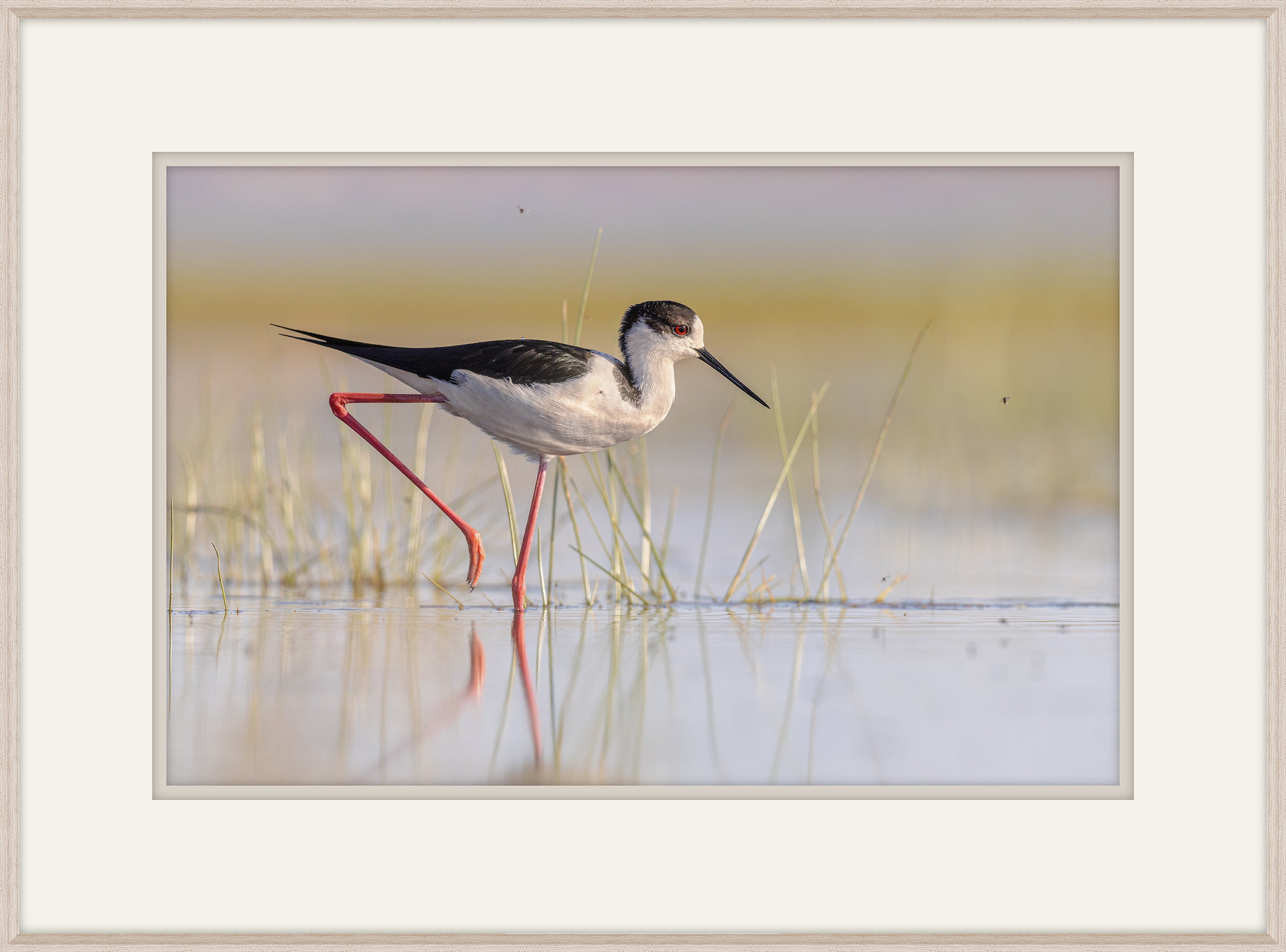 Black Winged Stilt I