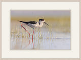Black Winged Stilt I