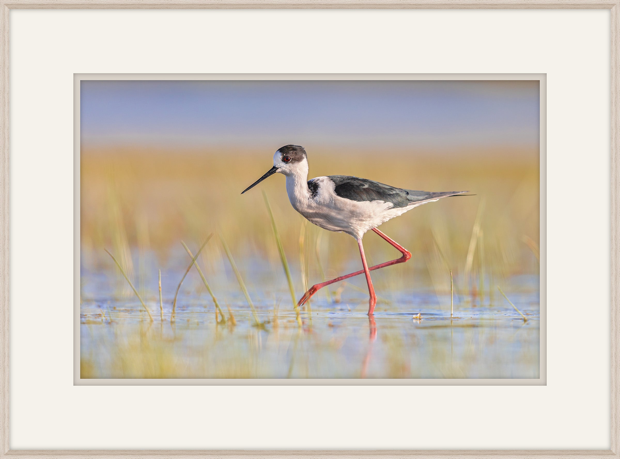Black Winged Stilt II
