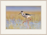 Black Winged Stilt II