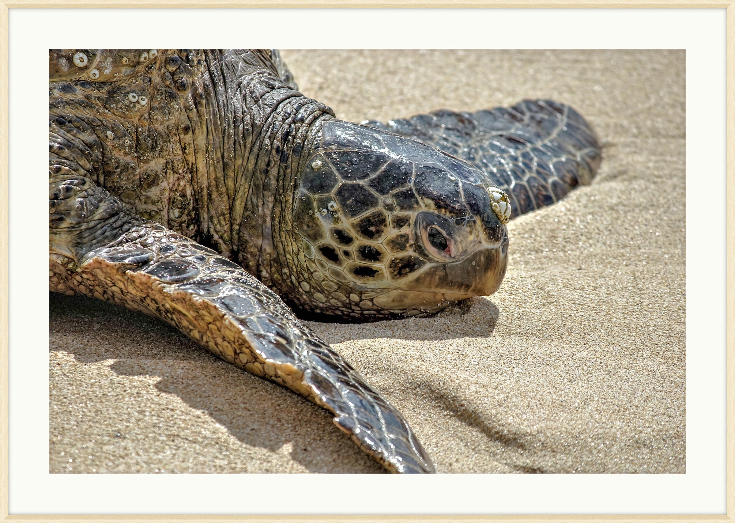 Sea Turtle