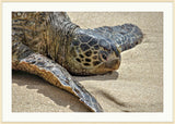 Sea Turtle