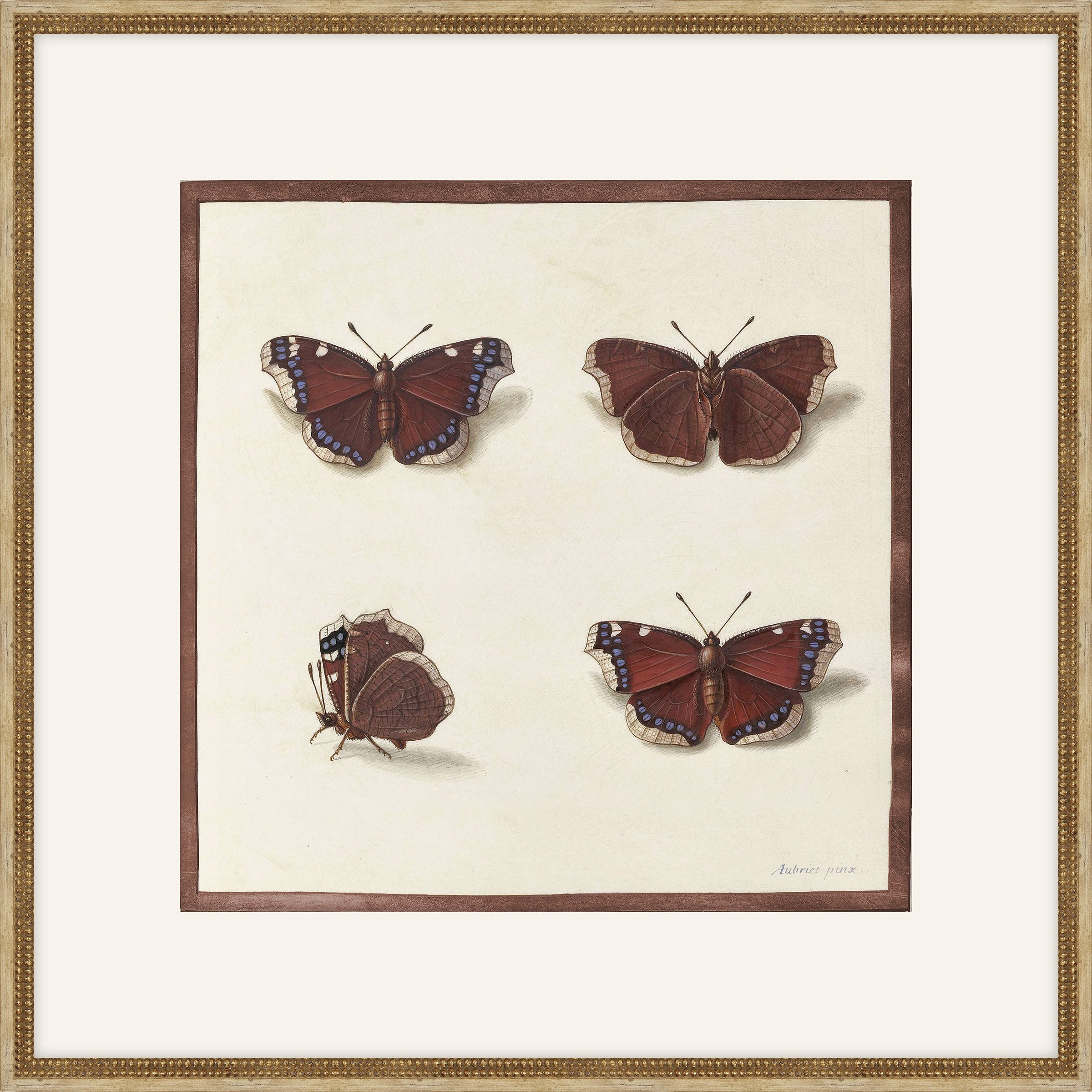Papillions, Plantes & Fleurs, Aubriet, 1877 I