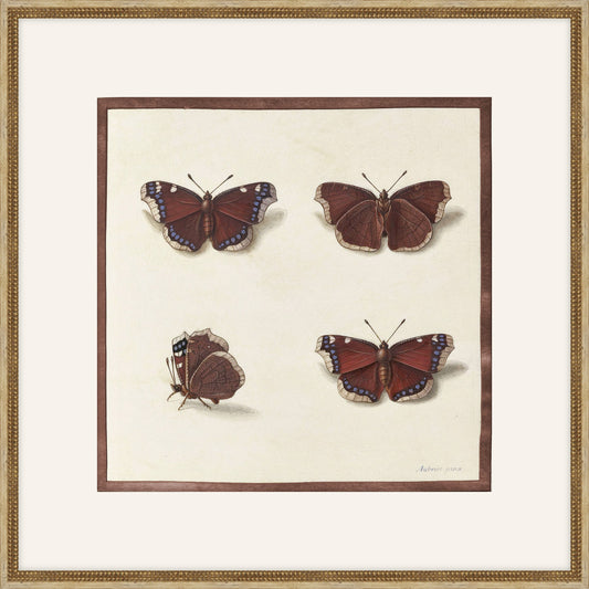 Papillions, Plantes & Fleurs, Aubriet, 1877 I