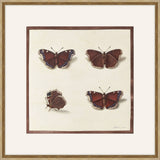 Papillions, Plantes & Fleurs, Aubriet, 1877 I