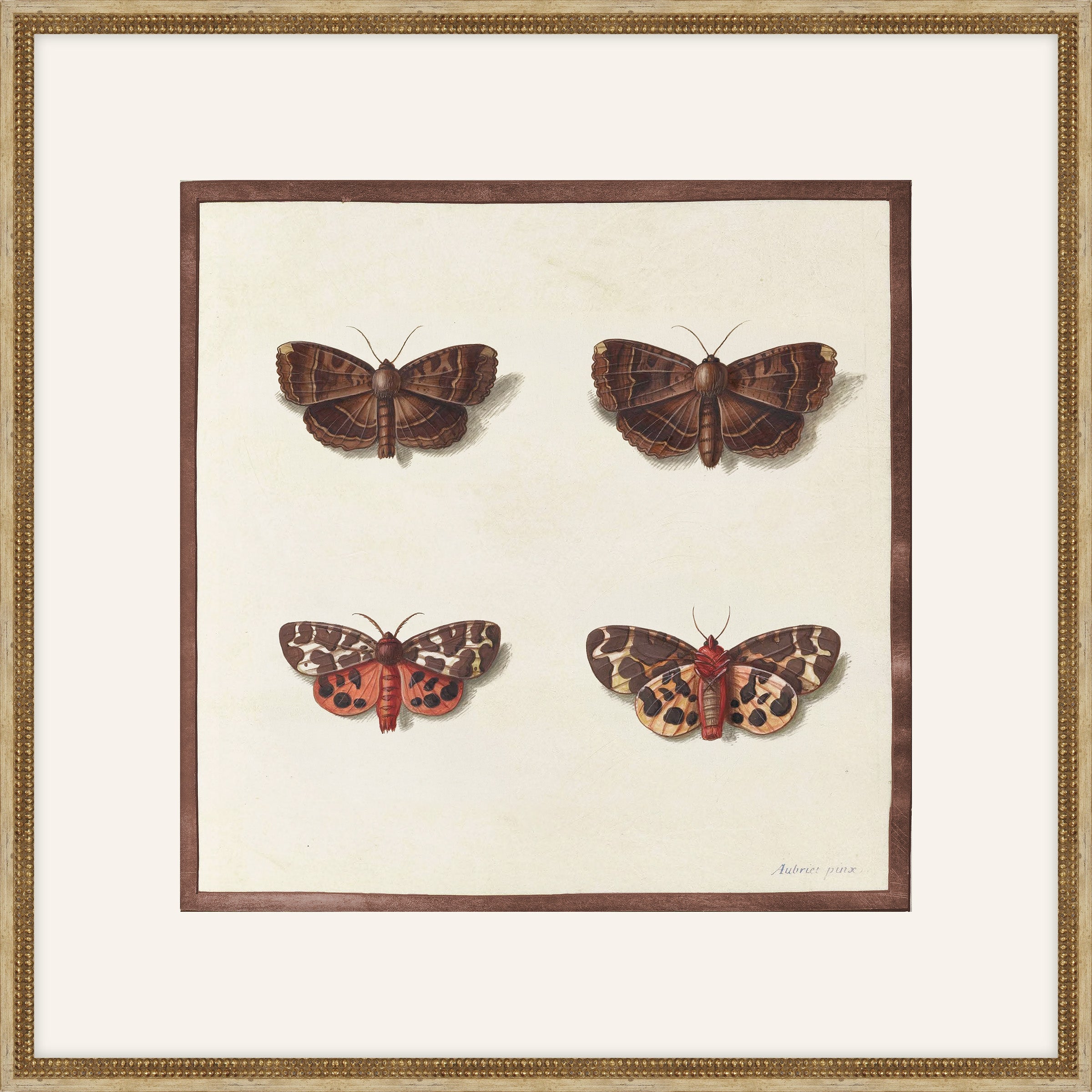 Papillions, Plantes & Fleurs, Aubriet, 1877 II