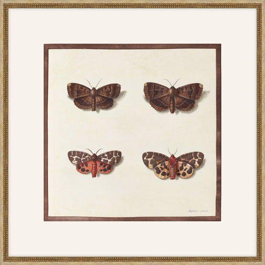 Papillions, Plantes & Fleurs, Aubriet, 1877 II