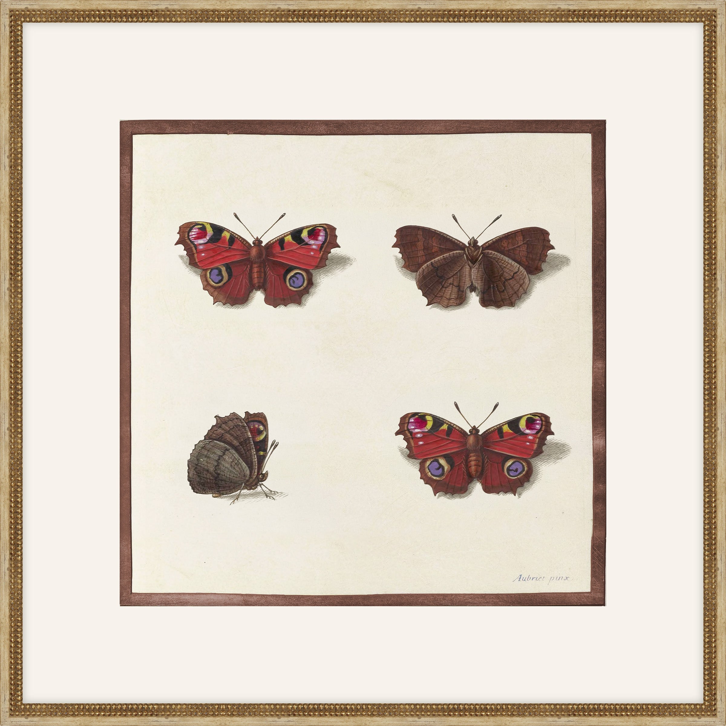 Papillions, Plantes & Fleurs, Aubriet, 1877 III
