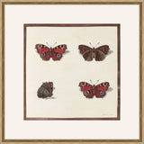 Papillions, Plantes & Fleurs, Aubriet, 1877 III
