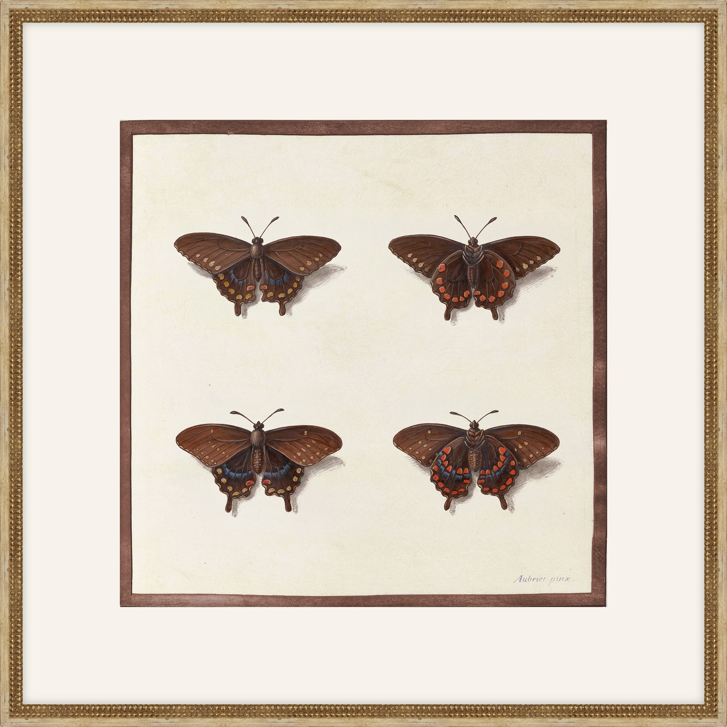 Papillions, Plantes & Fleurs, Aubriet, 1877 IV
