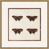 Papillions, Plantes & Fleurs, Aubriet, 1877 IV