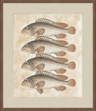 Lake Fish IV