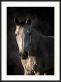 Portrait of an Elegant Horse