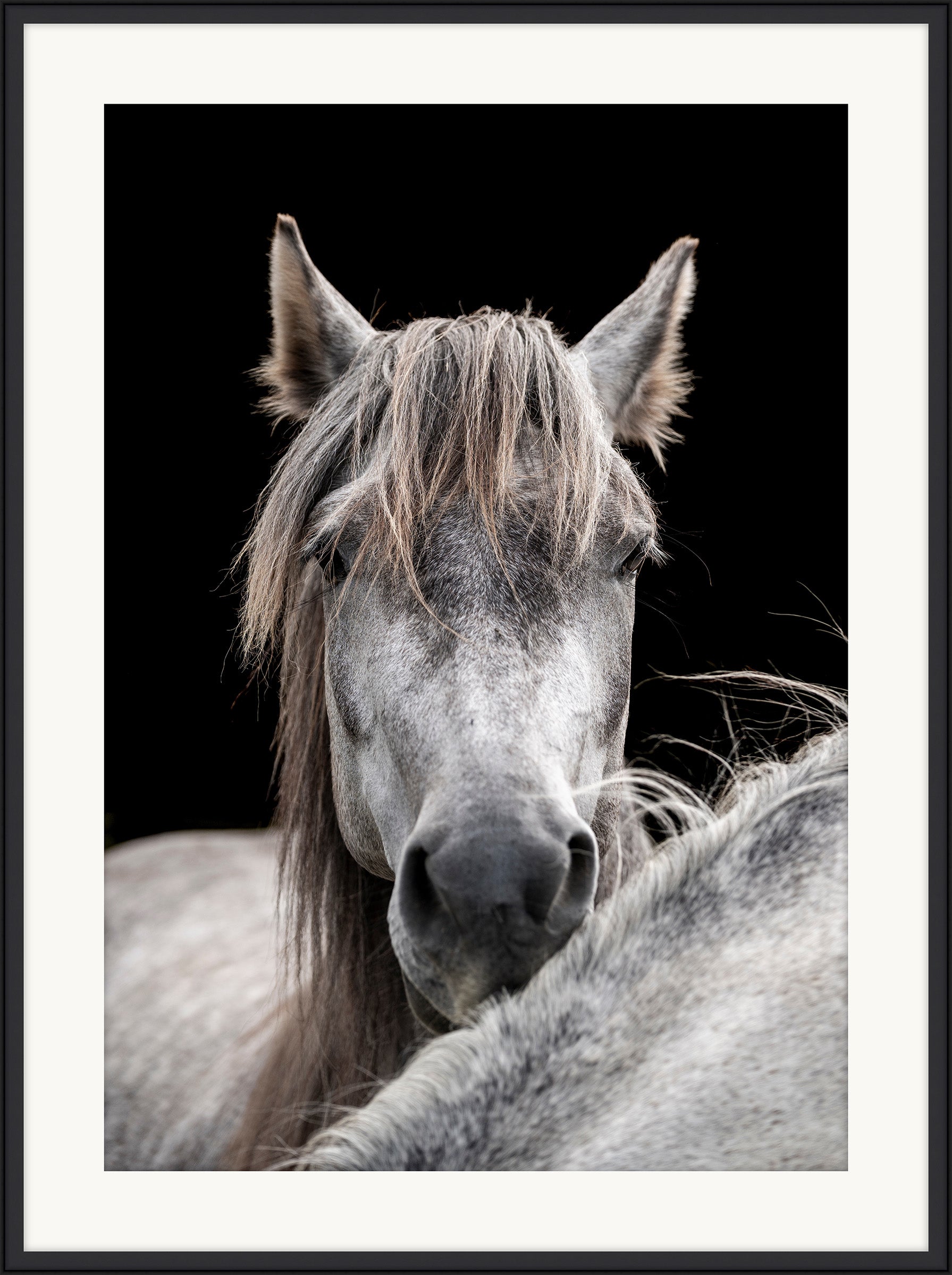 Horse and Pony
