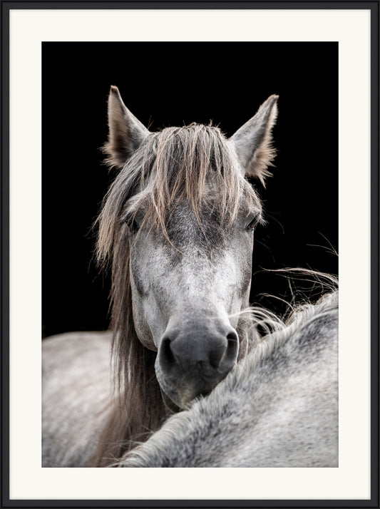 Horse and Pony