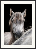 Horse and Pony