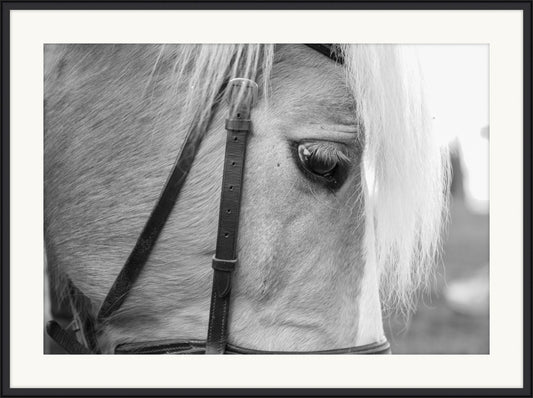 White Mare