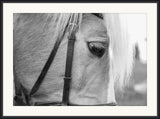 White Mare