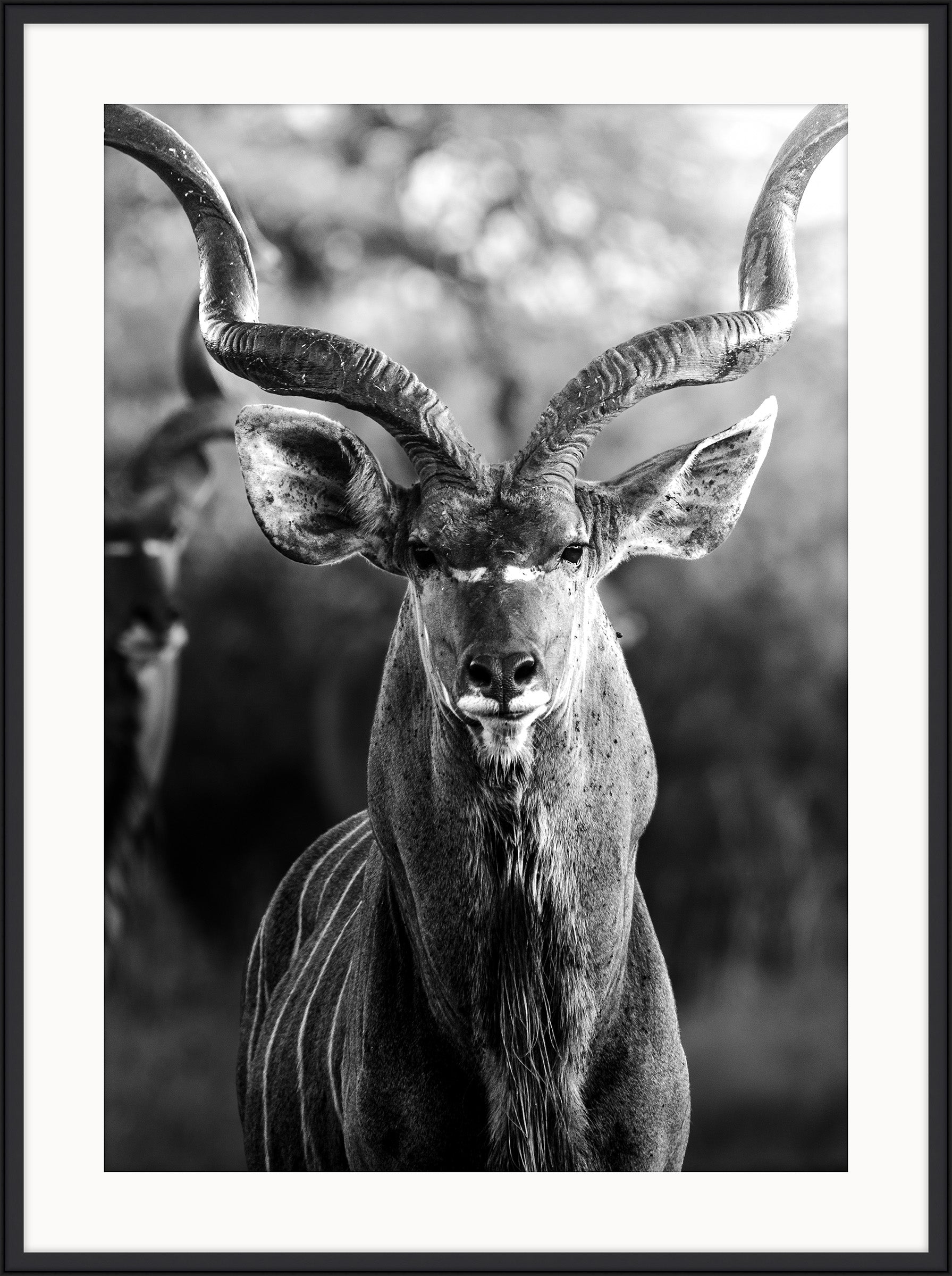 Kudu Bull