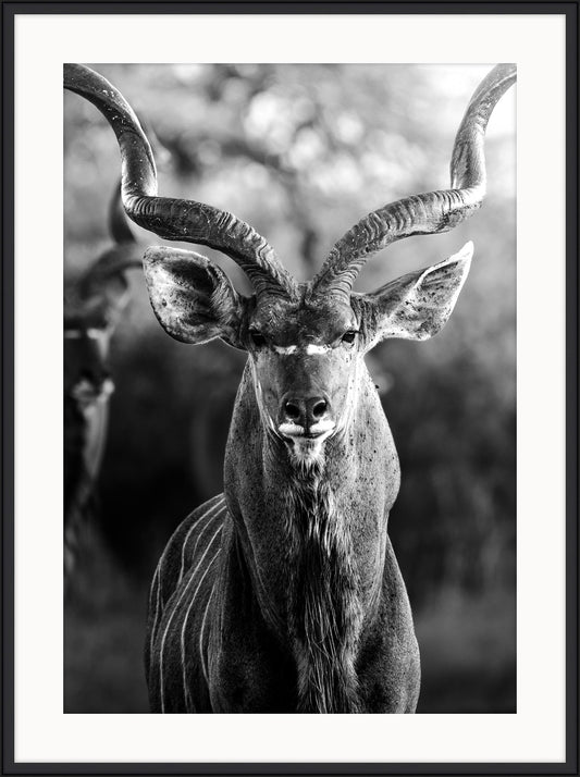 Kudu Bull