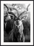 Kudu Bull